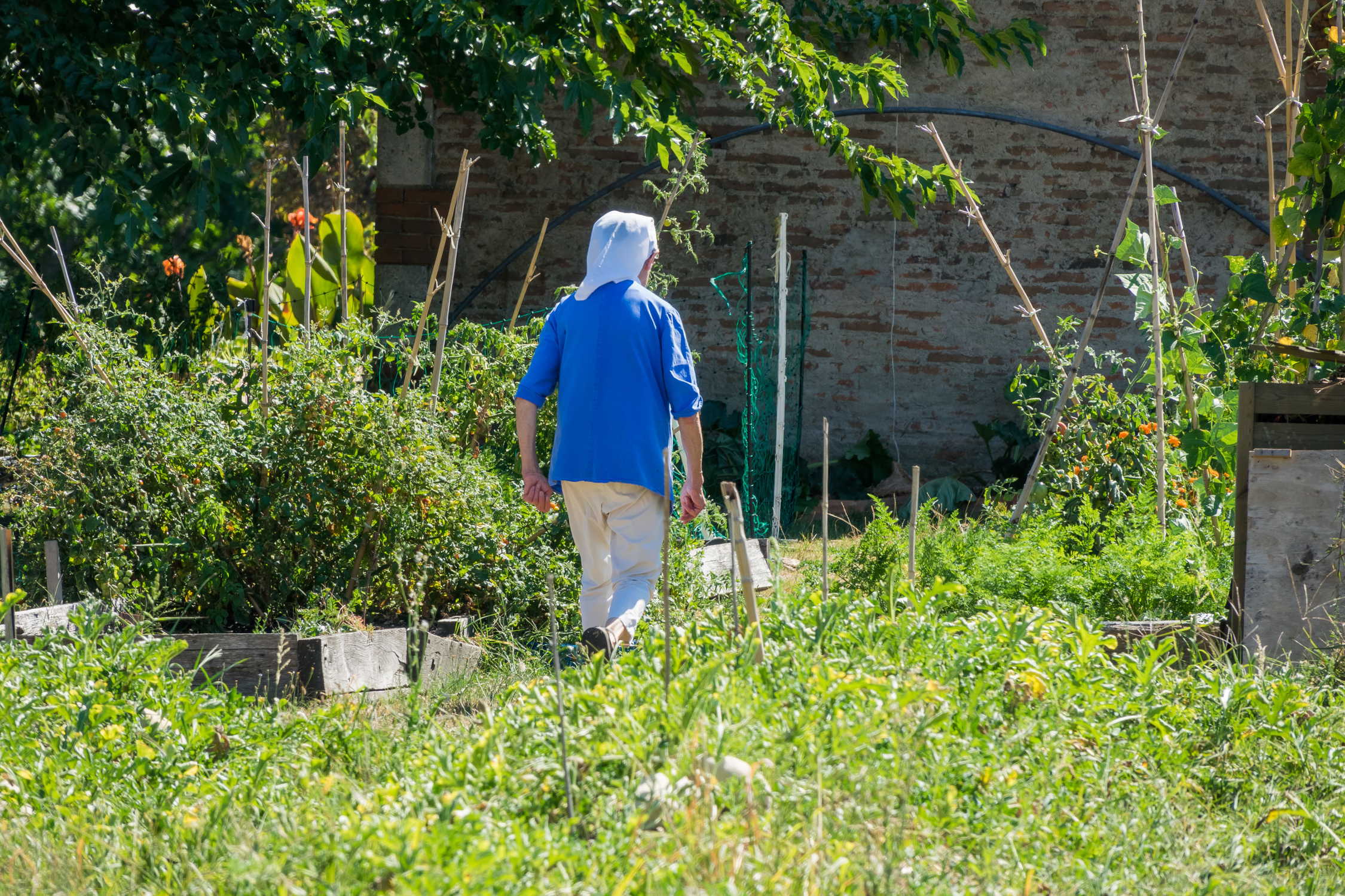 Potager luxuriant