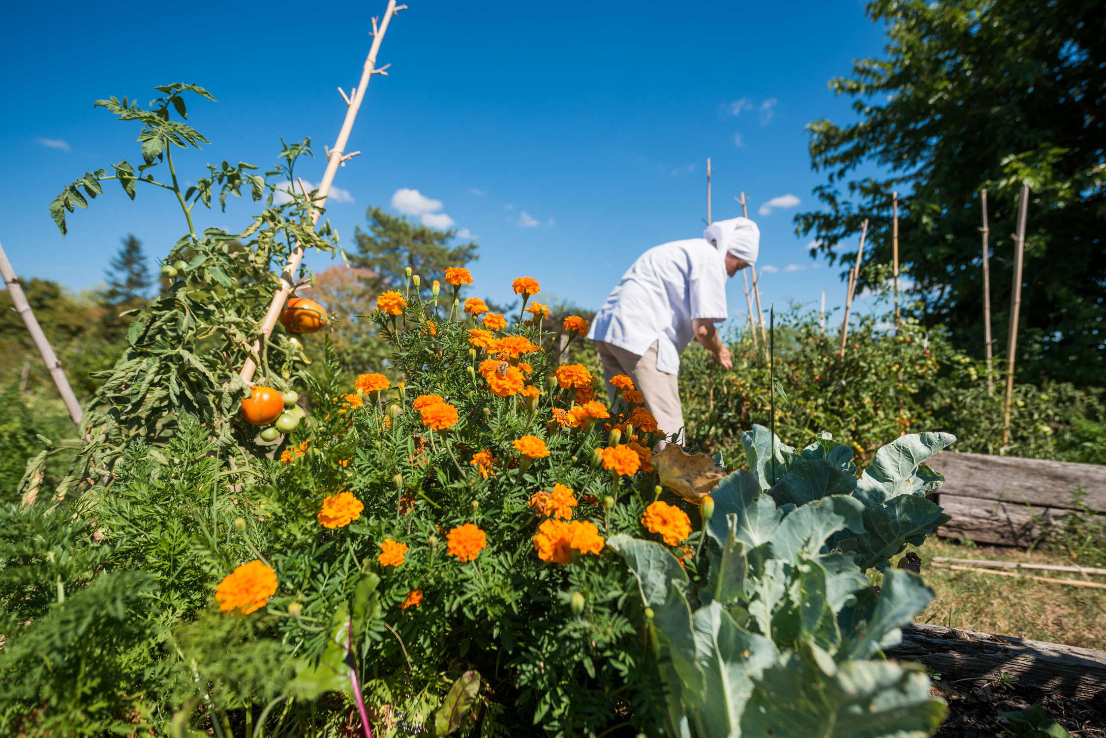 Potager en rectangle