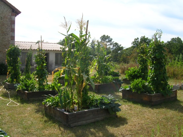 Potager en carrés