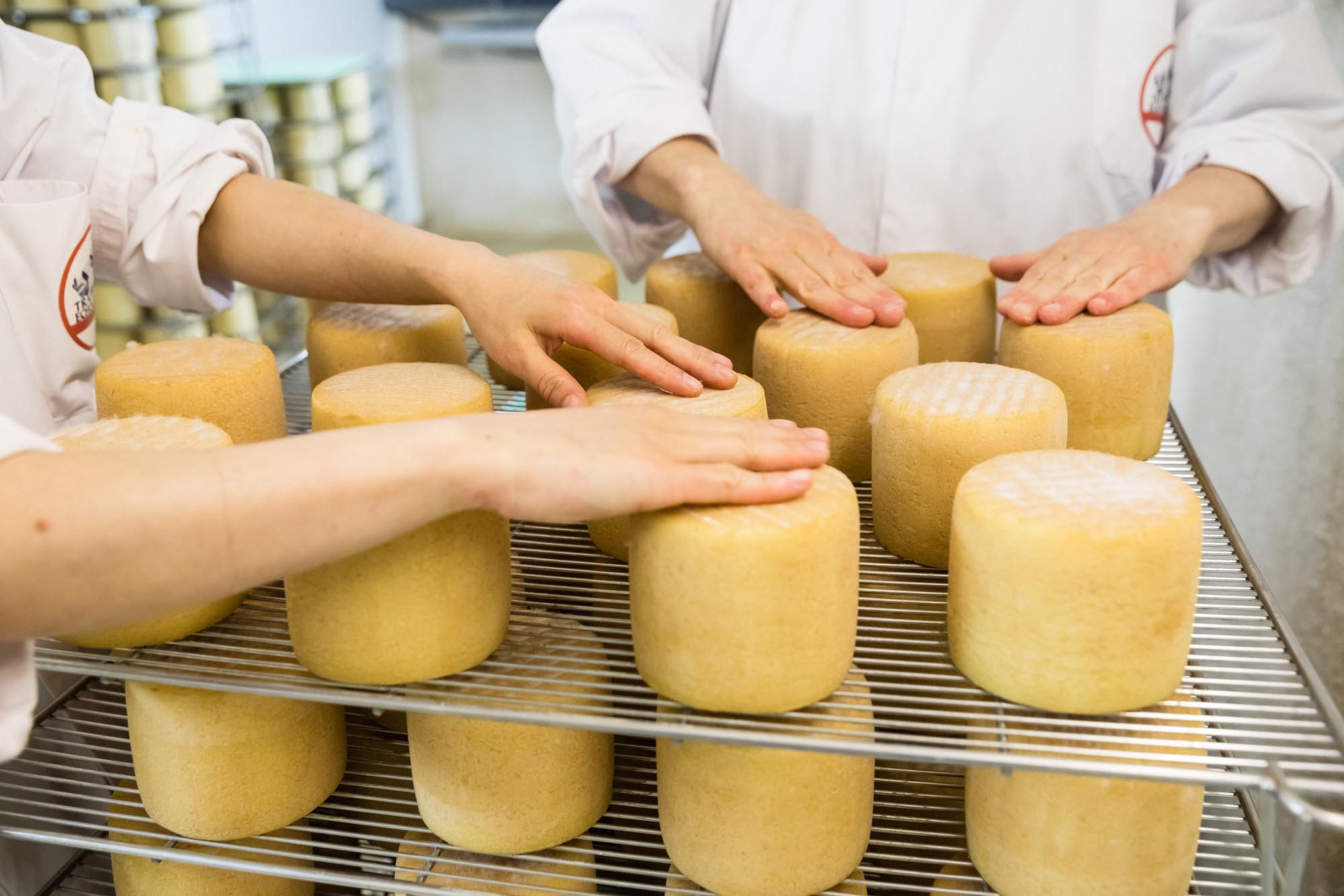 Soin des fromages de brebis pendant l